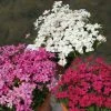 Rhodohypoxis Collection 3 X 3 -Promesse de fleurs Boutique collection rhodohypoxis 1142 1