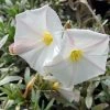 Convolvulus Cneorum - Liseron Argenté -Promesse de fleurs Boutique convolvulus cneorum 7566 1