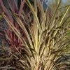 Cordyline Banksii Electric Flash - Cordyline -Promesse de fleurs Boutique cordyline banksii electric flash 100457 1