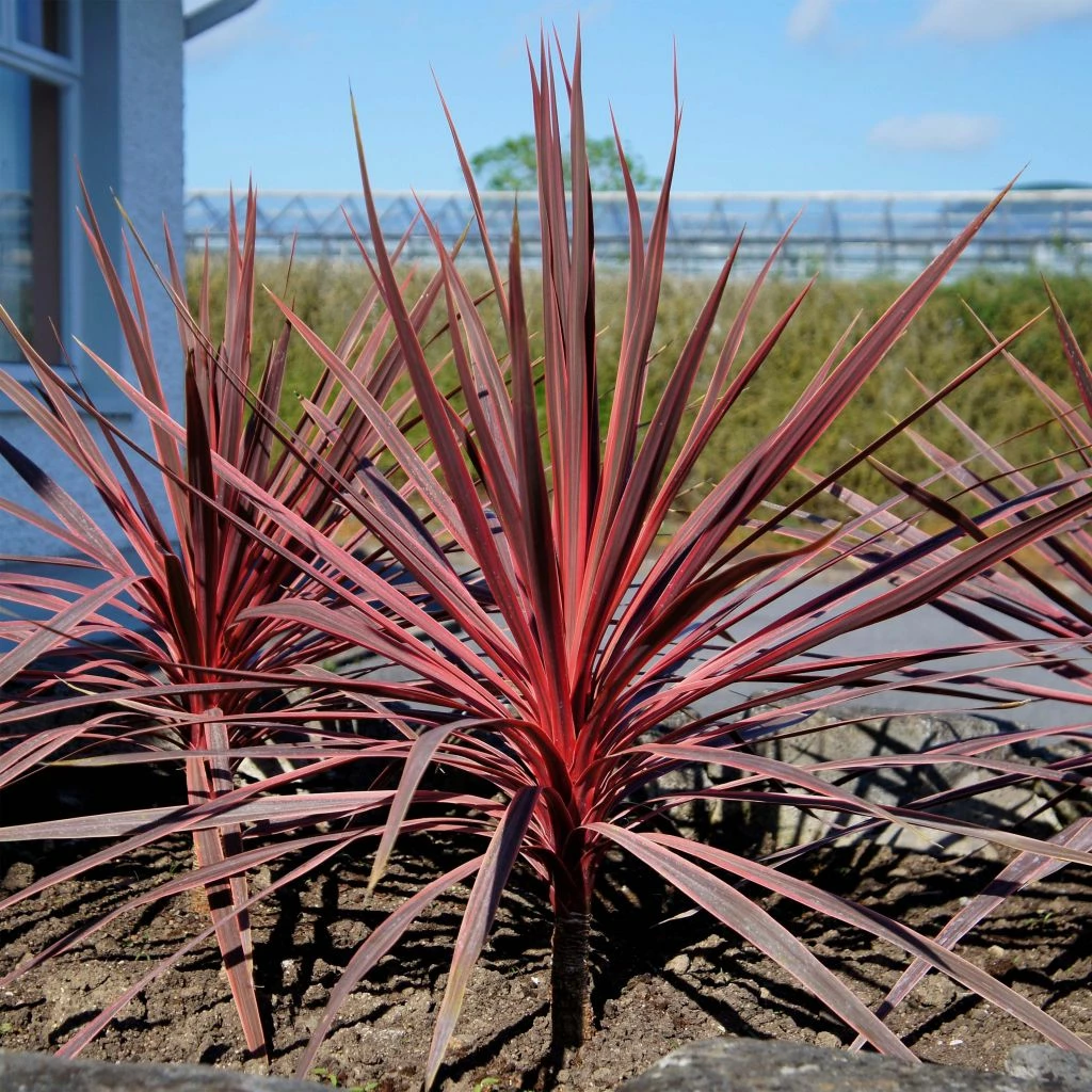 Cordyline Charlie Boy® 3 Cordyline Charlie Boy®