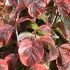 Cornus Florida Rainbow - Cornouiller De Floride Panaché -Promesse de fleurs Boutique cornus 20florida rainbow 9522 1