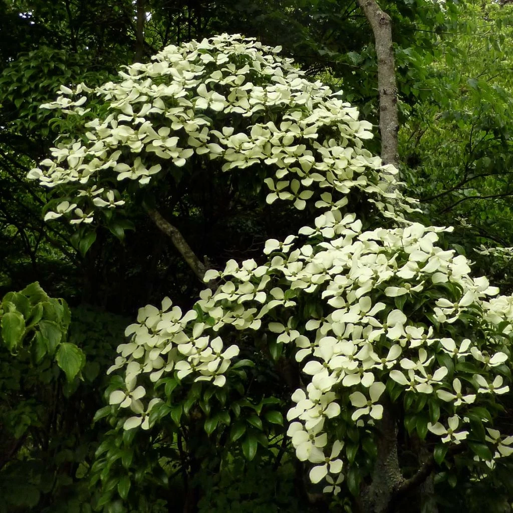 Cornus Hongkongensis 3 Cornus Hongkongensis