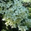 Cornus Kousa Milky Way- Cornouiller Du Japon Blanc -Promesse de fleurs Boutique cornus kousa milky way 781212 1 2