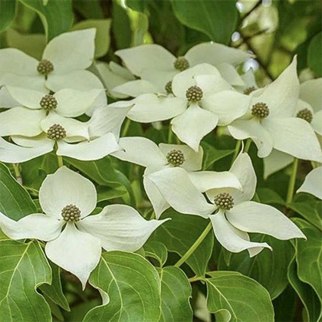Cornus Kousa Robert's Select - Cornouiller Du Japon 3 Cornus Kousa Robert's Select - Cornouiller Du Japon