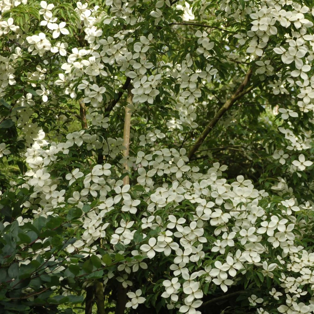 Cornus Norman Hadden - Cornouiller à Fleurs 3 Cornus Norman Hadden - Cornouiller à Fleurs