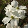 Cornus Florida Cherokee Daybreak - Cornouiller De Floride -Promesse de fleurs Boutique cornus ou cornouiller florida cherokee daybreak 7815 1