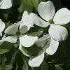 Cornus Kousa Venus - Cornouiller Du Japon Blanc 2 Cornus Kousa Venus - Cornouiller Du Japon Blanc -Promesse de fleurs Boutique cornus ou cornouiller kousa venus cov 7814 6