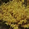 Cornus Sanguinea Mid Winter Fire - Cornouiller Sanguin -Promesse de fleurs Boutique cornus sanguinea midwinter fire 7808 1