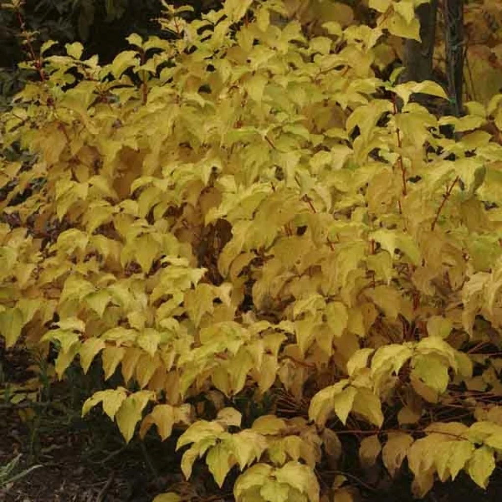 Cornus Sanguinea Mid Winter Fire - Cornouiller Sanguin 3 Cornus Sanguinea Mid Winter Fire - Cornouiller Sanguin