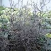 Corokia Cotoneaster -Promesse de fleurs Boutique corokia cotoneaster 7804 1