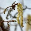 Noisetier Tortueux - Corylus Avellana Contorta -Promesse de fleurs Boutique corylus avellana contorta ld AthenasPix 7577 1