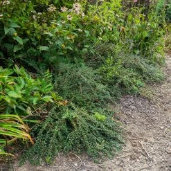 Cotoneaster Praecox Boer