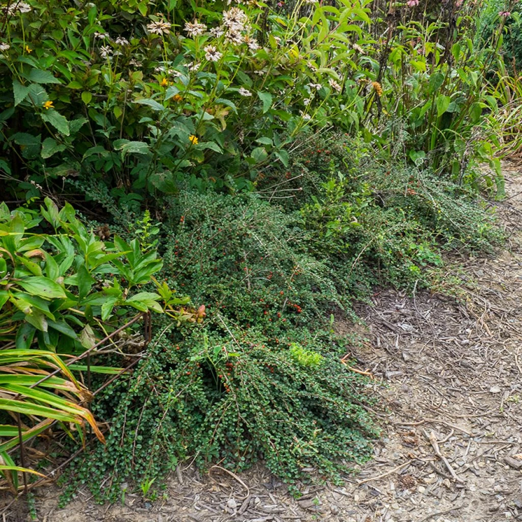 Cotoneaster Praecox Boer 3 Cotoneaster Praecox Boer