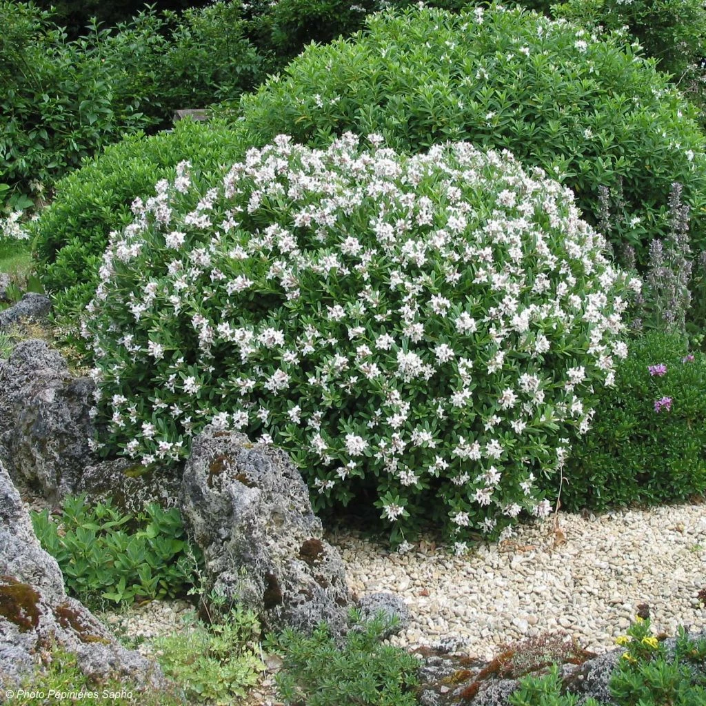 Daphne X Transatlantica Eternal Fragrance 3 Daphne X Transatlantica Eternal Fragrance