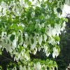 Arbre Aux Mouchoirs - Davidia Involucrata Var. Vilmoriniana -Promesse de fleurs Boutique davidia involucrata 7906 1
