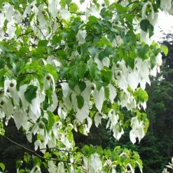 Arbre Aux Mouchoirs - Davidia Involucrata Var. Vilmoriniana