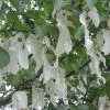 Arbre Aux Mouchoirs - Davidia Involucrata Sonoma 1 Arbre Aux Mouchoirs - Davidia Involucrata Sonoma -Promesse de fleurs Boutique davidia involucrata sonoma 84230 2