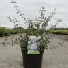 Deutzia Monbeigii -Promesse de fleurs Boutique deutzia monbeigii arbustes 100487 1