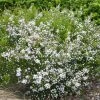 Diosma Hirsuta Pink Fountain -Promesse de fleurs Boutique diosma hirsuta pink fountain pap 83299 1