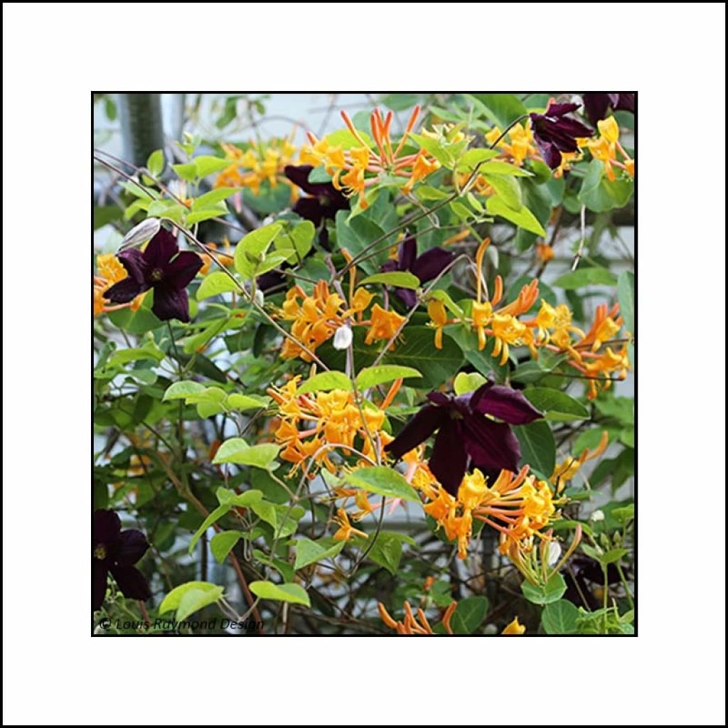 Duo Endiablé - Collection De Chèvrefeuille Et Clématite 3 Duo Endiablé - Collection De Chèvrefeuille Et Clématite