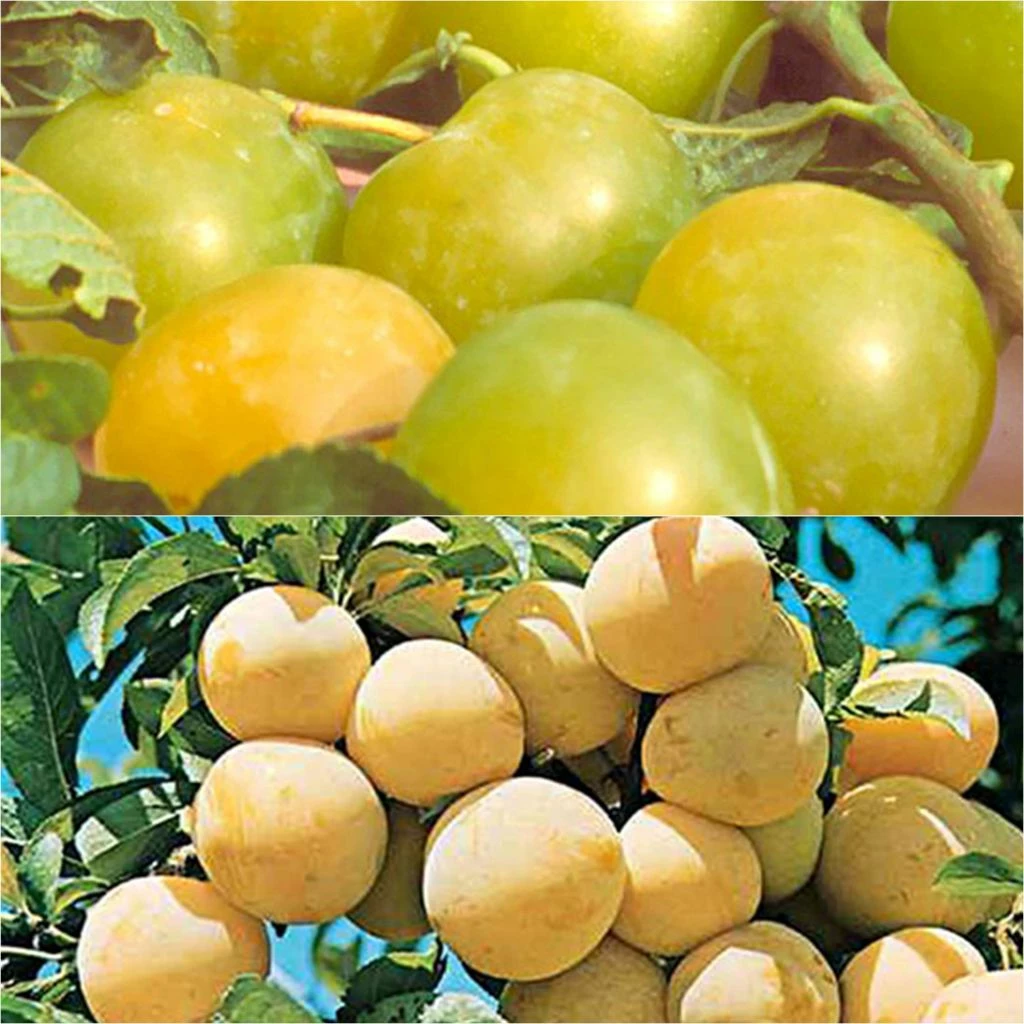 Duo Pollinisateur Reines Claudes Colorées En Gobelet 3 Duo Pollinisateur Reines Claudes Colorées En Gobelet