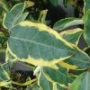 Elaeagnus Ebbingei Gilt Edge - Chalef 2 Elaeagnus Ebbingei Gilt Edge - Chalef -Promesse de fleurs Boutique elaeagnus ebb Gilt Edge 7908 1