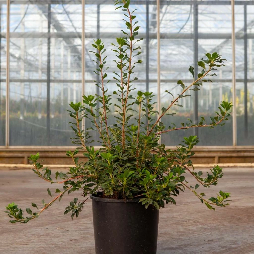 Enkianthus Campanulatus Prettycoat - Andromède Campanulée 3 Enkianthus Campanulatus Prettycoat - Andromède Campanulée