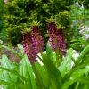 Eucomis Comosa Leia - Eucomide Rose -Promesse de fleurs Boutique eucomis comosa leia 86060 p