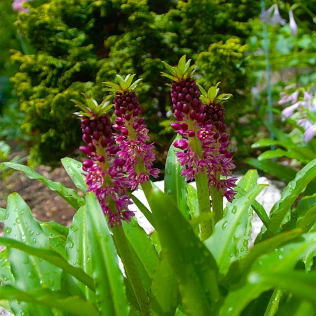 Eucomis Comosa Leia - Eucomide Rose 3 Eucomis Comosa Leia - Eucomide Rose