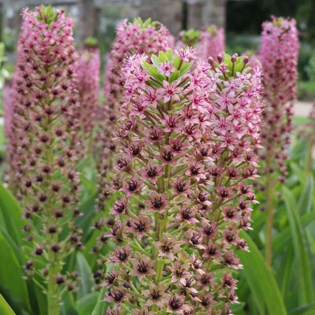 Eucomis Comosa Pink Gin - Fleur Ananas 3 Eucomis Comosa Pink Gin - Fleur Ananas