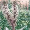 Eucomis Burgundy Wine 2 Eucomis Burgundy Wine -Promesse de fleurs Boutique eucomis sparking burgundy 51273 1