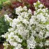 Exochorda Racemosa Niagara -Promesse de fleurs Boutique exochorda racemosa niagara 78166002 1