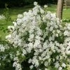 Exochorda X Macrantha The Bride -Promesse de fleurs Boutique exochorda x macrantha the bride 7801 1 1