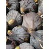 Figuier - Ficus Carica Grise De Tarascon 1 Figuier - Ficus Carica Grise De Tarascon -Promesse de fleurs Boutique ficus carica grise de tarascon demi tige en pot de7 l0l 1005092 1