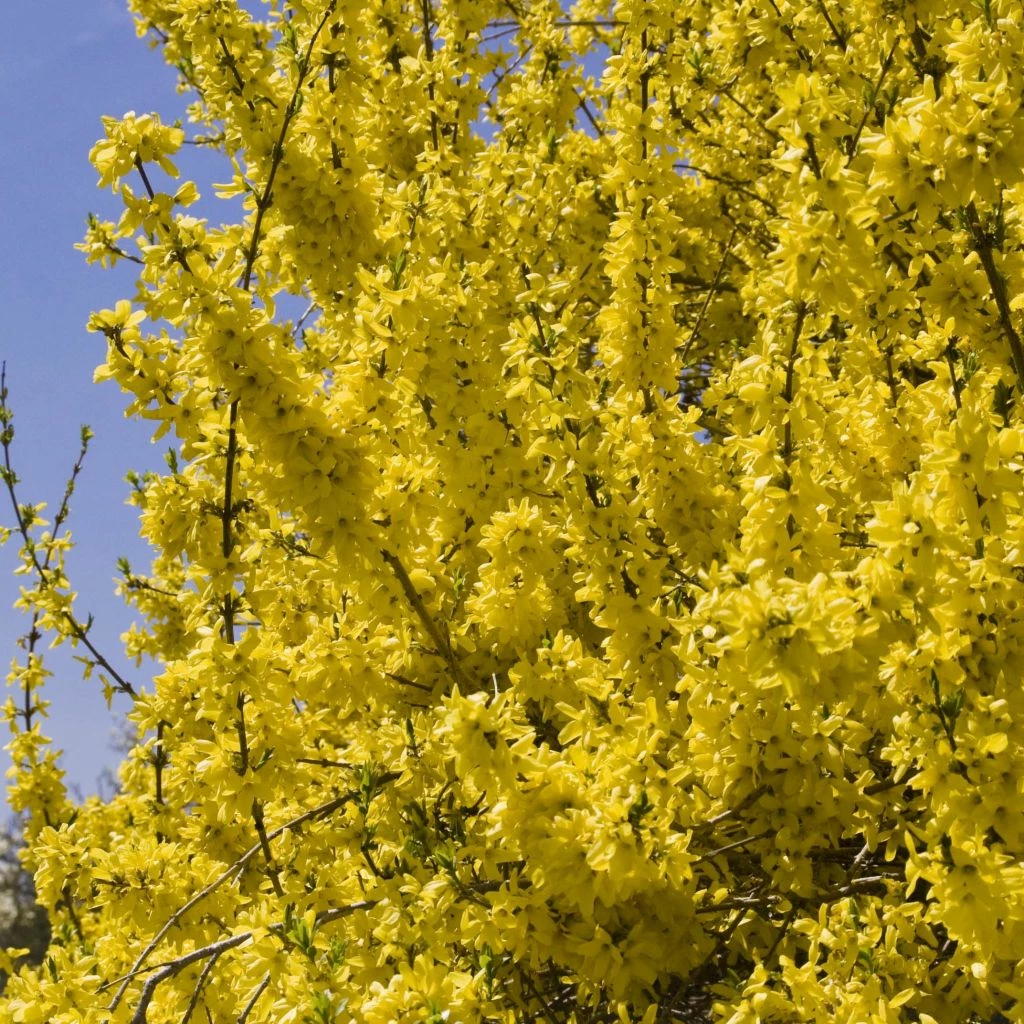 Forsythia (x) Intermedia Minigold - Mimosa De Paris 3 Forsythia (x) Intermedia Minigold - Mimosa De Paris
