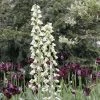 Fritillaria Persica Ivory Bells - Fritillaire De Perse 1 Fritillaria Persica Ivory Bells - Fritillaire De Perse -Promesse de fleurs Boutique fritillaire persica ivory bells 54974 1