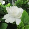 Gardenia Jasminoides Crown Jewel - Jasmin Du Cap -Promesse de fleurs Boutique gardenia crown jewel jasmin du cap 9685 1 1