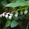 Gaultheria Shallon -Promesse de fleurs Boutique gaultheria shallon ld wikimedia 100114 fl 1