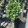 Ginkgo Biloba Chris Dwarf -Promesse de fleurs Boutique ginkgo biloba chris dwarf 100627 1