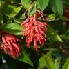 Grevillea Rhyolitica -Promesse de fleurs Boutique grevillea rhyolitica 83332 3