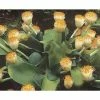 Scadoxus Ou Haemanthus Albiflos 1 Scadoxus Ou Haemanthus Albiflos -Promesse de fleurs Boutique haemanthus.albiflos