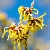 Hamamelis Intermedia Arnold Promise - Noisetier De Sorcière -Promesse de fleurs Boutique hamamelis intermedia arnold promise noisetier de sorciere 781609 1