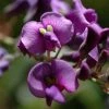 Hardenbergia Violacea -Promesse de fleurs Boutique hardenbergia violacea 67815 1