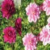Harmonie Dahlias Tendresse 1 Harmonie Dahlias Tendresse -Promesse de fleurs Boutique harmonie tendresse 375 1