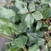 Lierre De Colchide - Hedera Colchica Arborescens (Fall Favorite) -Promesse de fleurs Boutique hedera colchica arborescens fall favorite 20cm en pot de3l 86129 1