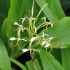 Hedychium Spicatum -Promesse de fleurs Boutique hedychium spicatum 6796 1