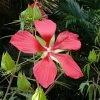 Hibiscus Coccineus - Ketmie écarlate - Étoile Du Texas. -Promesse de fleurs Boutique hibiscus coccineus 85070 1