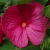 Hibiscus Moscheutos Rose - Hibiscus Des Marais -Promesse de fleurs Boutique hibiscus moscheutos rose hibiscus des marais 83346 1 1 1