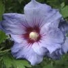 Hibiscus Syriacus Oiseau Bleu (Marina) - Althéa Bleu -Promesse de fleurs Boutique hibiscus oiseau bleu 7849 1