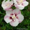Hibiscus Syriacus Pinky Spot - Althéa Rose -Promesse de fleurs Boutique hibiscus pinky spot 9543 1